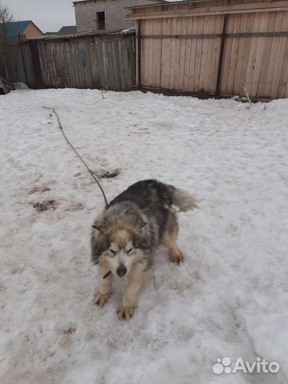 Аляскинский маламут бесплатно