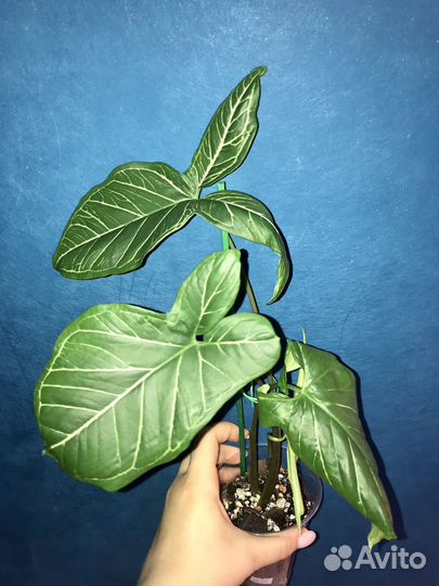 Сингониумы