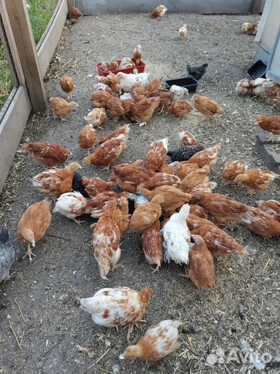 Цыплята ломан Браун