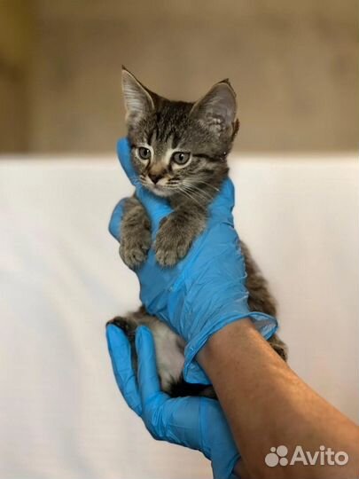 Котенок в добрые руки