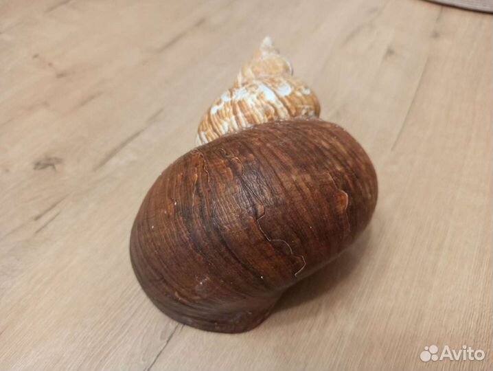 Морская раковина