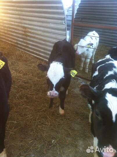 Бычки телята скороспелые