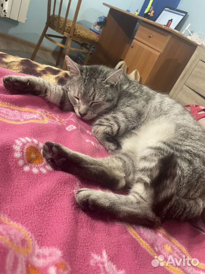 Кот Василий