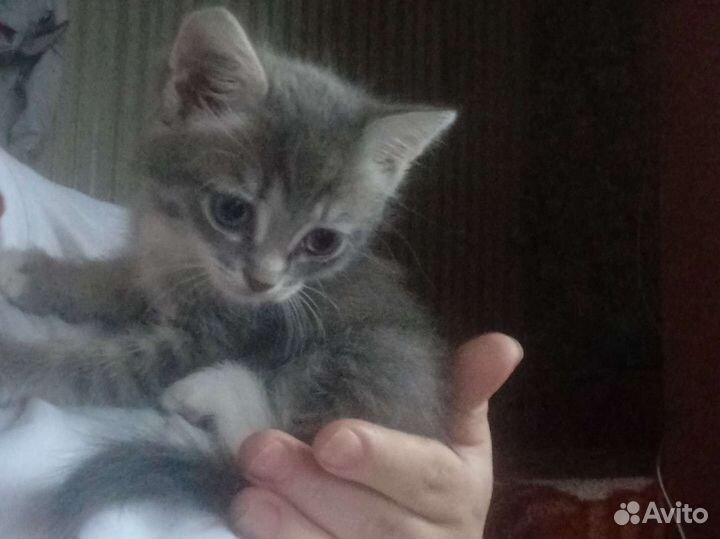 Котята в добрые руки бесплатно