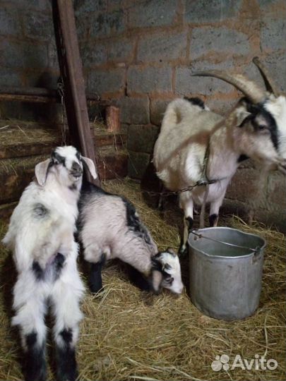 Коза с козлятами