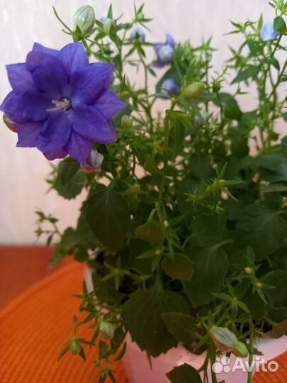 Кампанула Dublin Blue