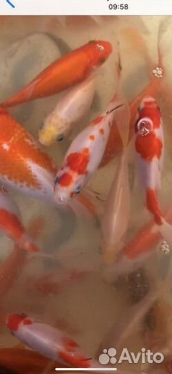 Прудовые карпы кои, кометы