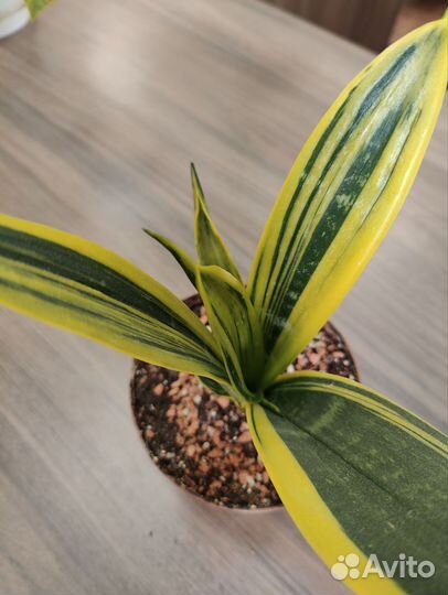 Сансеверия флейм голд