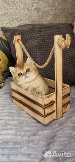 Золотого окраса котик