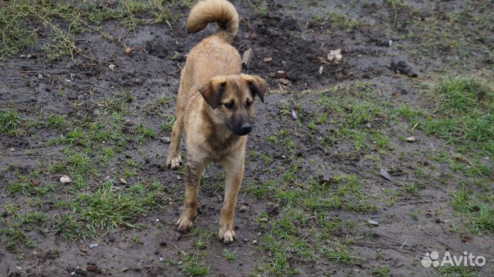 Щенок/ собака в добрые руки бесплатно