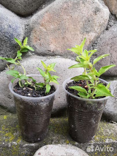 Многолетние пряные травы, тимьян и мята орегано