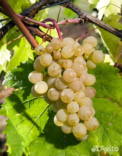 Саженцы плодовые