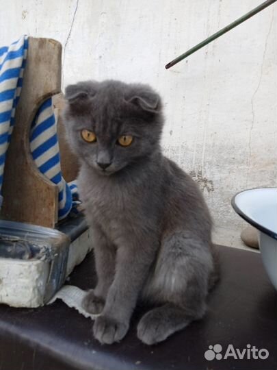 Кошка в дар бесплатно