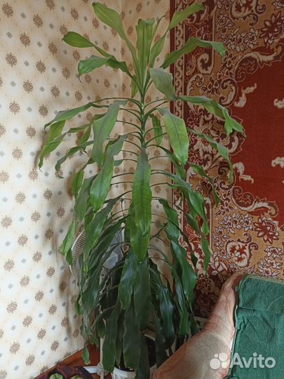 Продам цветок Драцена Душистая