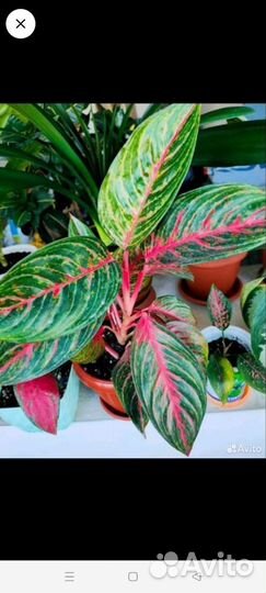Аглаонема 7 сортов