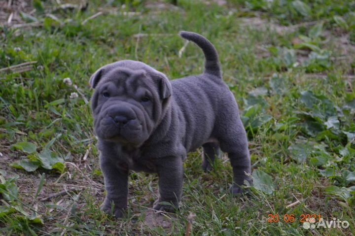 Самые красивые