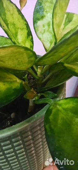 Хойя аустралис лиза