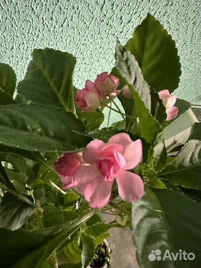 Бальзамин махровый розовый 85 см взрослое растение