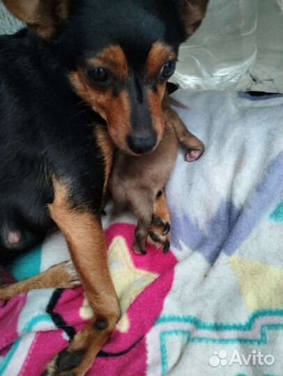 Той-терьер щенки