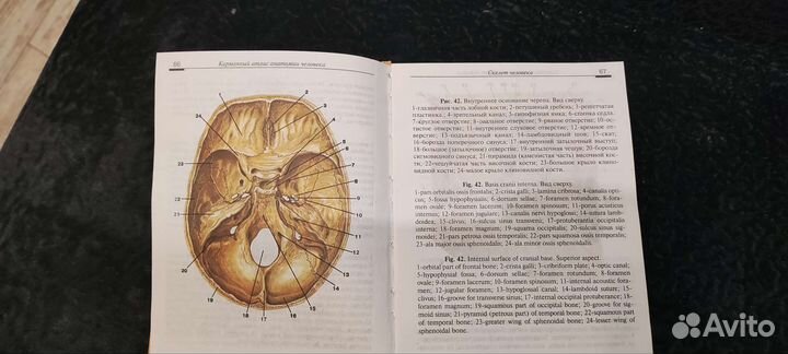 Карманный атлас анатомии человека