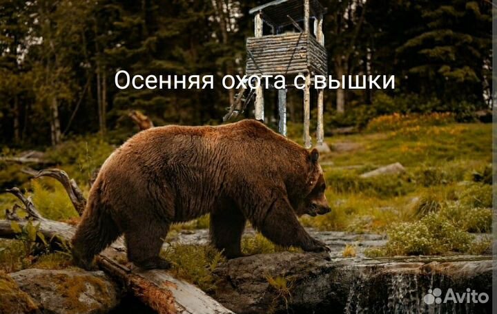 Осенняя охота