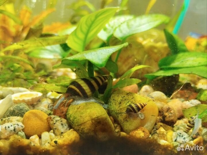 Улитка хелена