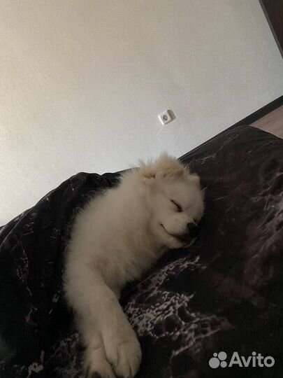 Японский шпиц