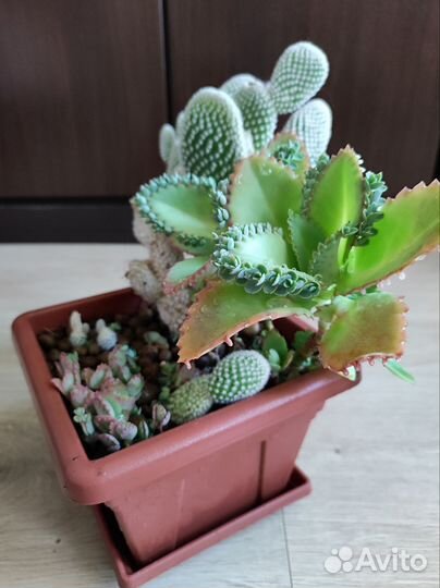 Кактусы, флорариум