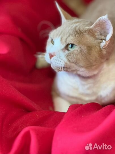 Продаётся кот