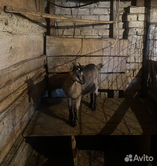 Козочки 3 месяца