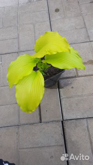 Хоста (коллекционные и редкие сорта)