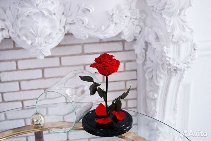 Живая роза в колбе в подарок