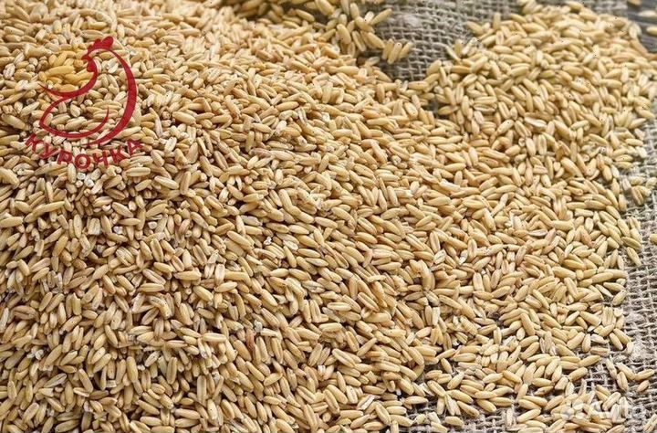 Зерно, овес, ячмень, пшеница