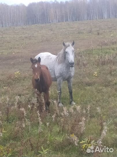 2 кобылы с жеребятами и две кобылы 6 и 7 лет
