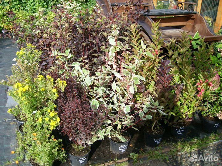 Кустарники декоративные.цветущии.живая изгородь