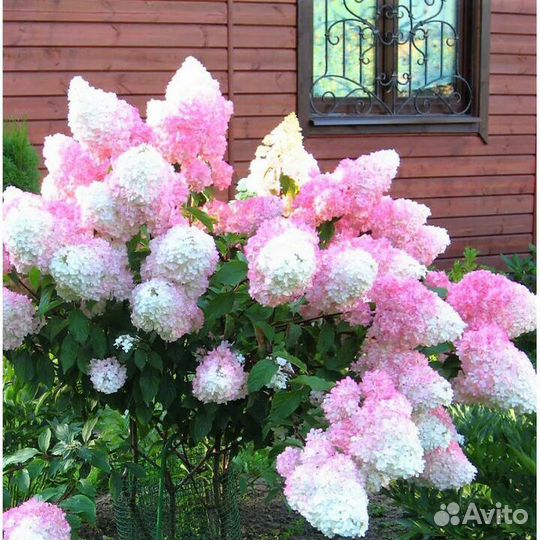 Гортензия Ванилла Фрейз