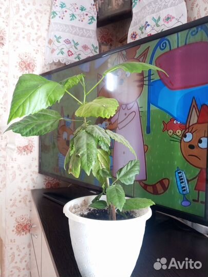 Комнатный цветок