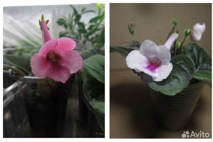 Семена прострела, минисинингий, глоксинии