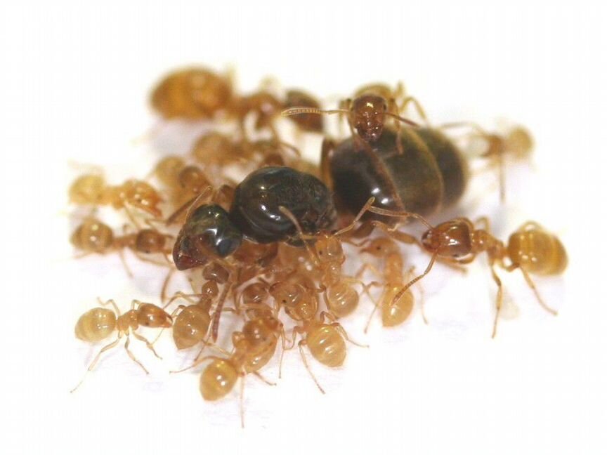 Муравьи вида Lasius flavus