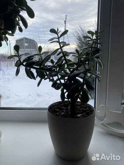 Толстянка, денежное дерево