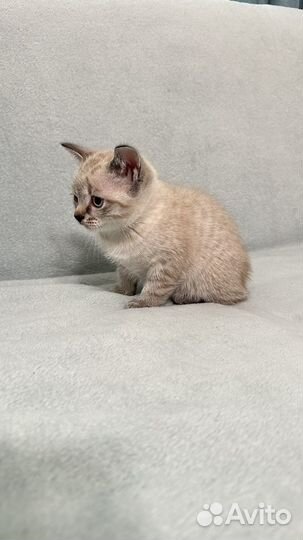 Котенок умный ручной 2 мес