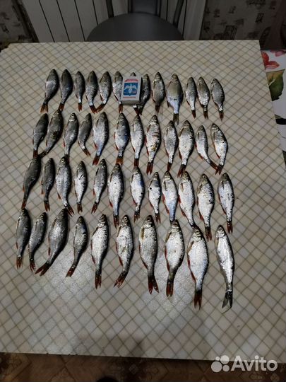 Корм для рептилий. Рыбка