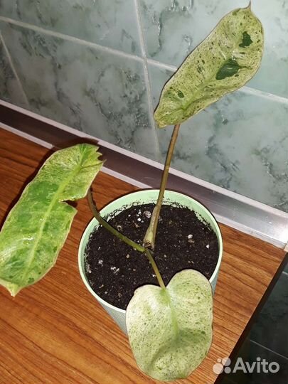 Филодендрон 9 сортов