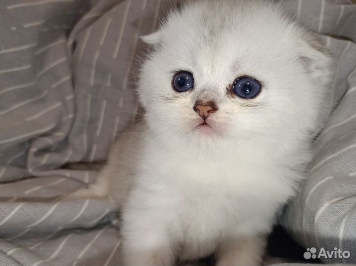 Шотландские котята