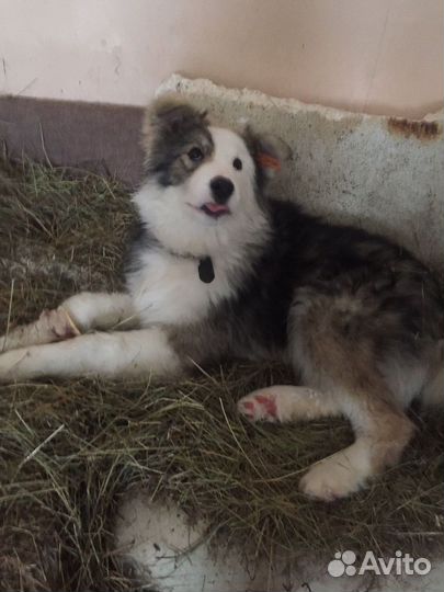 Собаки щенки