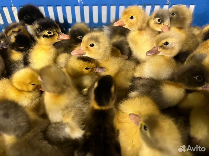 Утка фаворит суточная