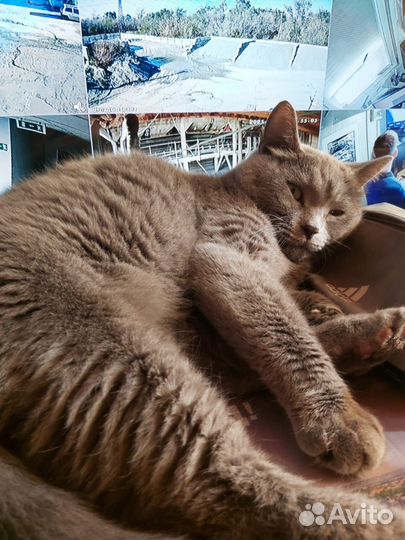 Британский котик