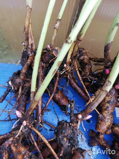 Корни пиона средне позднего долго цветет