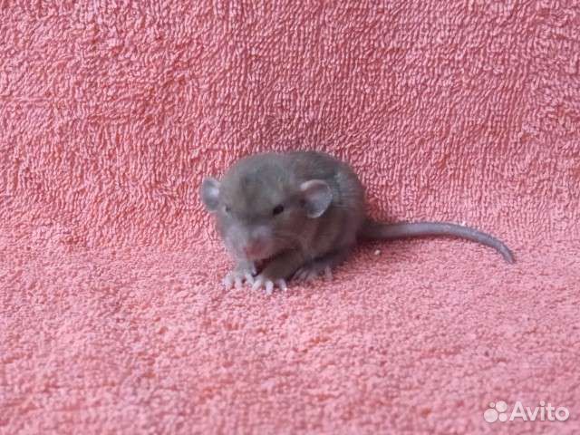 Крысята мраморный девил, лонг, рекс, сфинкс