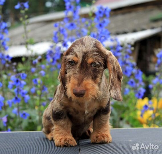 Мраморная такса